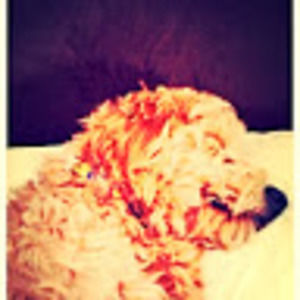 Meet your Posher, Sophia